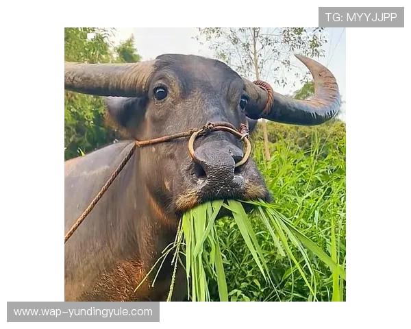 适合社交分享的牛牛图片精选，展现你对牛牛游戏的热爱与激情